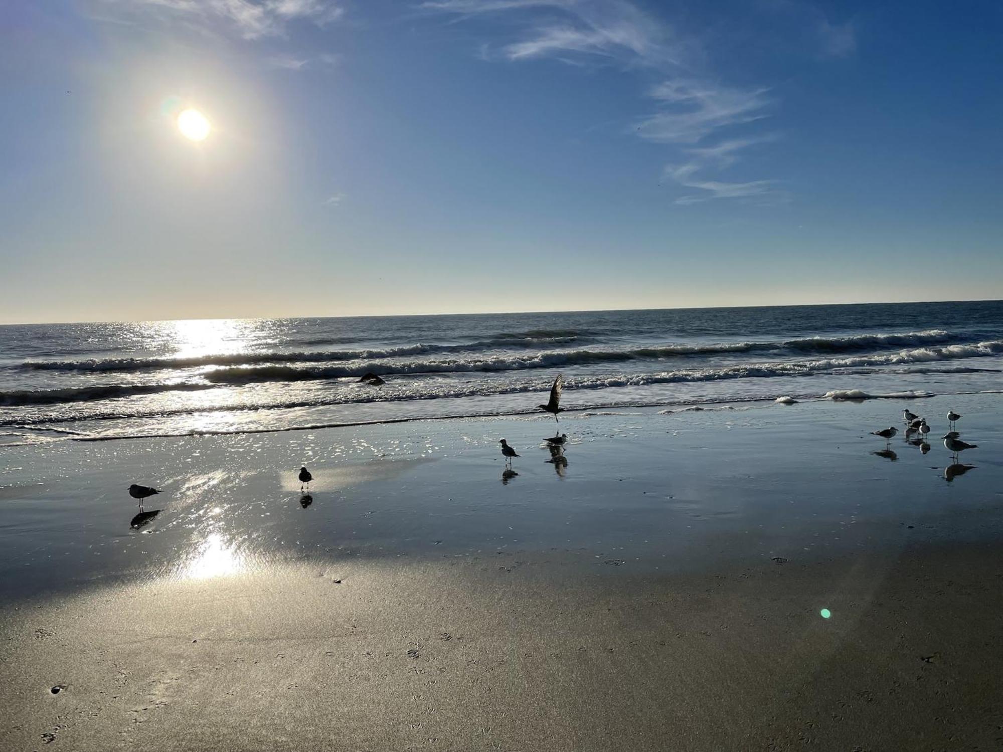 Blue Palmetto Vacation Rentals Myrtle Beach Extérieur photo