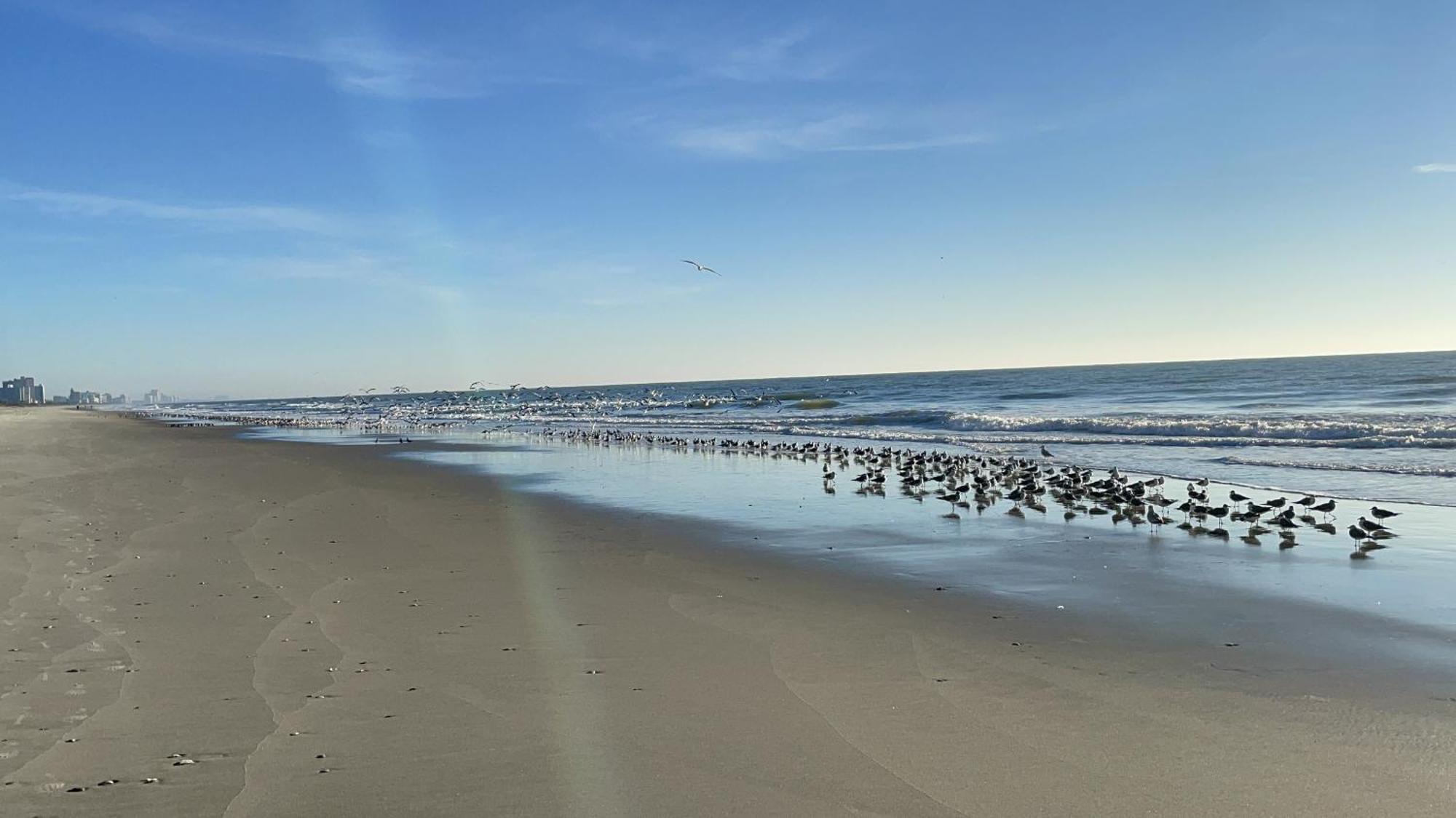 Blue Palmetto Vacation Rentals Myrtle Beach Extérieur photo